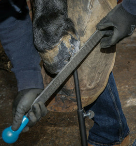 14" Mercury Horse Hoof Rasp | Farrier Tools - Farriers Equipment