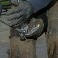 Load image into Gallery viewer, Farriers Equipment Tools | 12&quot; 14&quot; 15&quot; HOOF CUTTERS | FULL DIE CHROME VANADIUM - Farriers Equipment
